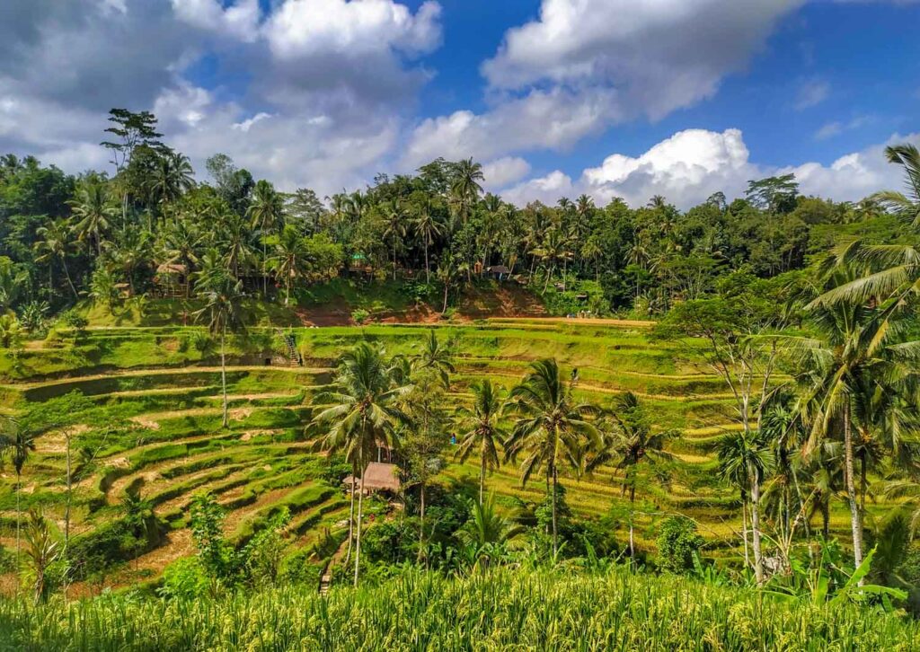 Tegalalang Rice Terraces in Ubud, Bali