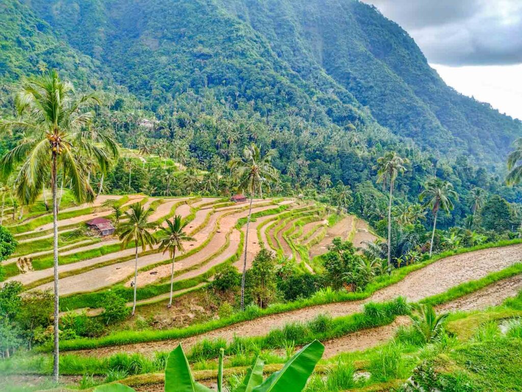 rice terraces in north bali