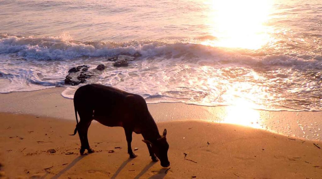 3 day goa itinerary - how to se the best places to visit in goa in 3 days