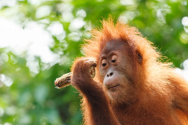 orangutans Malaysia itinerary and backpacking route