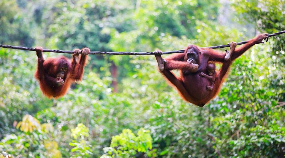 seeing orangutans is the highlight of any malaysia itinerary or backpacking trip