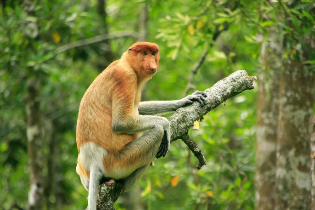 proboscis-monkey-borneo-malaysia-OP