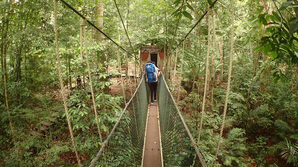 canopy walkway taman negara national park