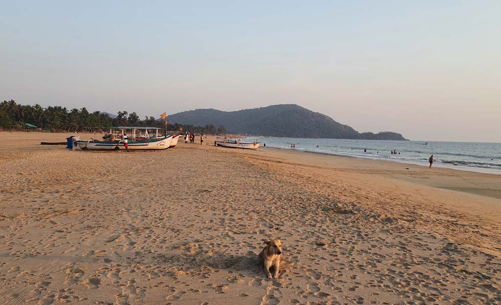 agonda beach dog