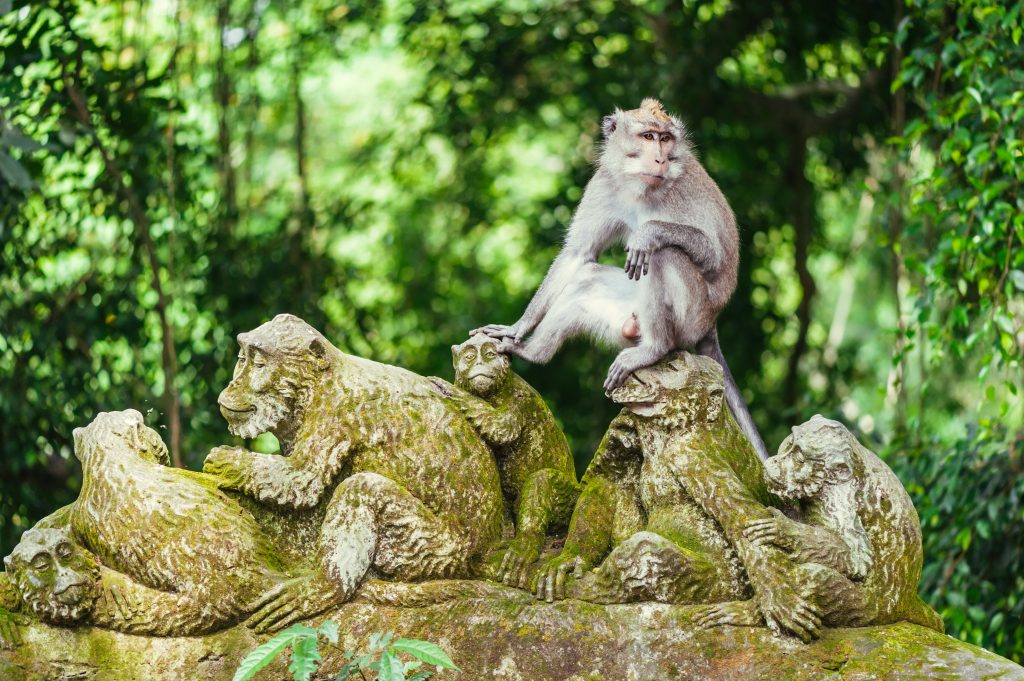 Monkey Forest