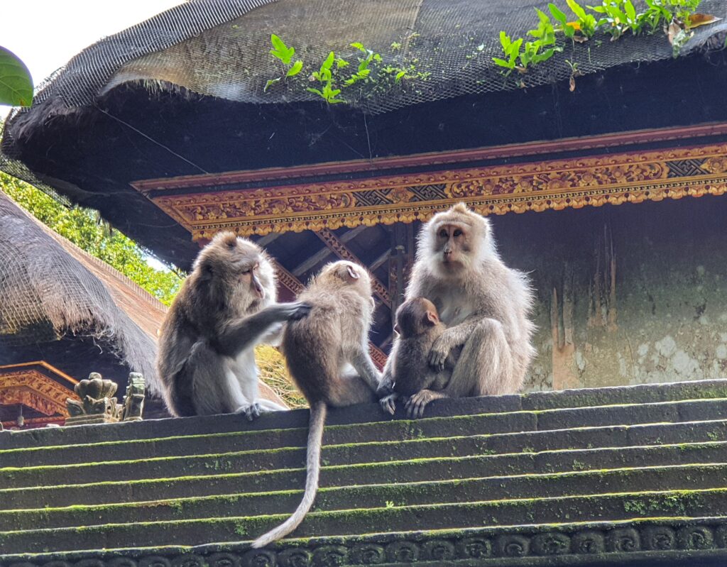 ubud sacred monkey forest