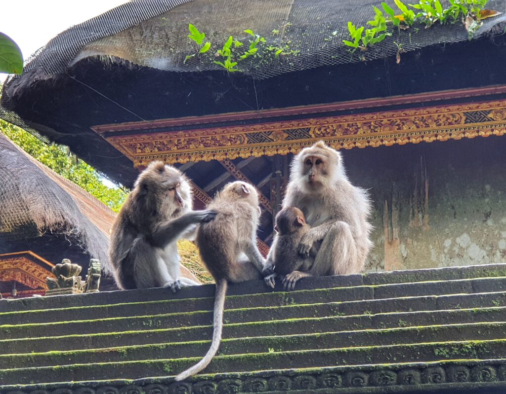 ubud sacred monkey forest 