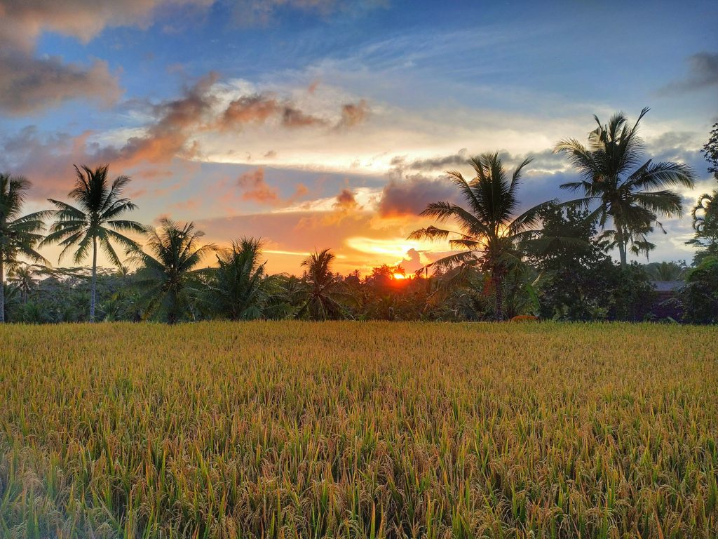 Rice fields