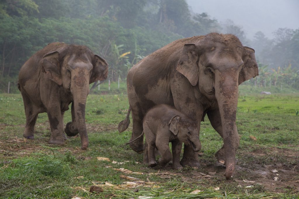 Elephants in Thailand.