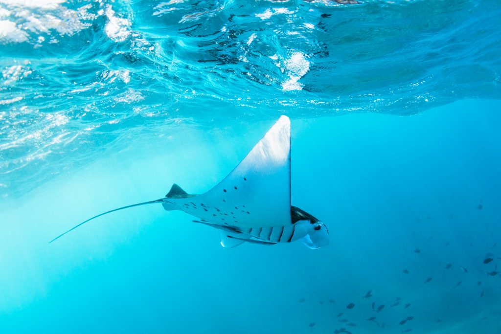Manta Ray, Nusa Lembongan. Photo Credit: Tropical studio (Shutterstock)