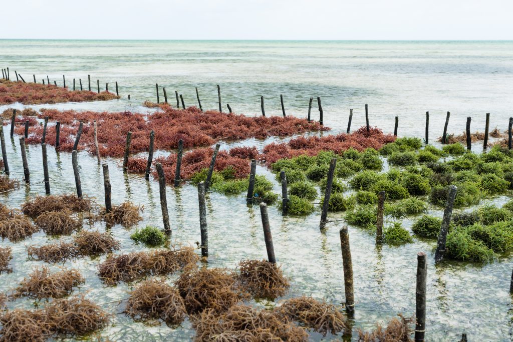 Seaweed farming. Photo credit: Ventura (Shutterstock)