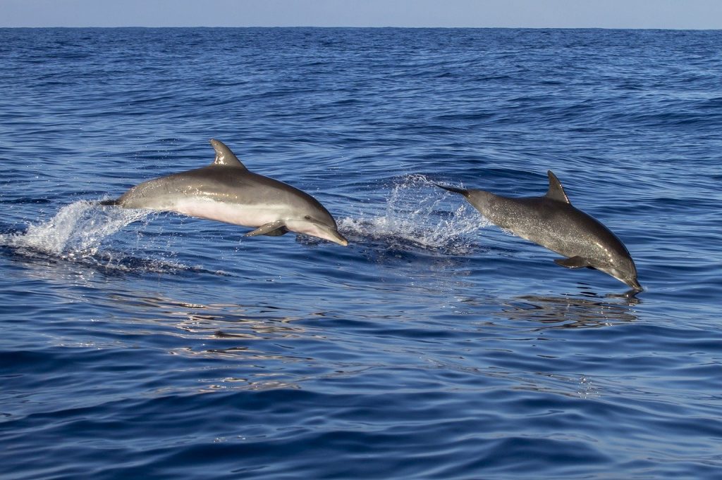 dolphins spotting in mexico