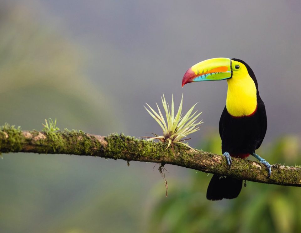 best yoga retreats in costa rice featured image