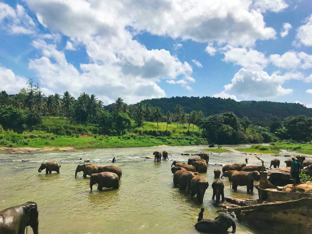 elephant safari 