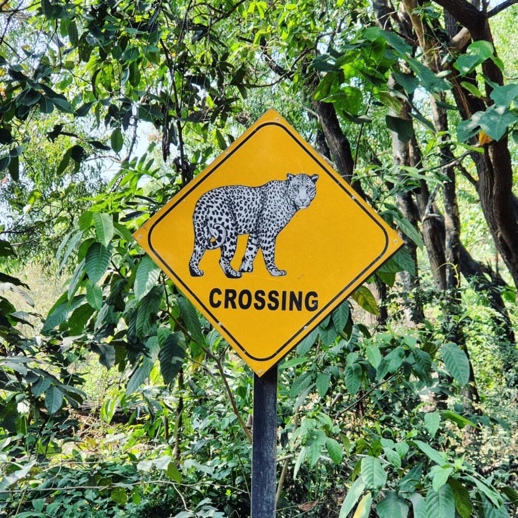 leopard crossing chorla ghat