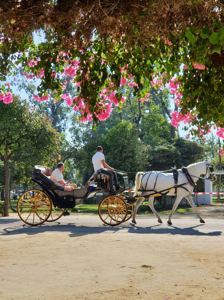 horse carriage park maria lusia
