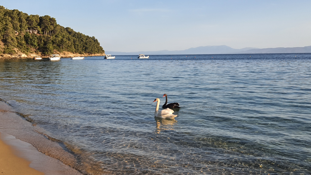 swans in the sea