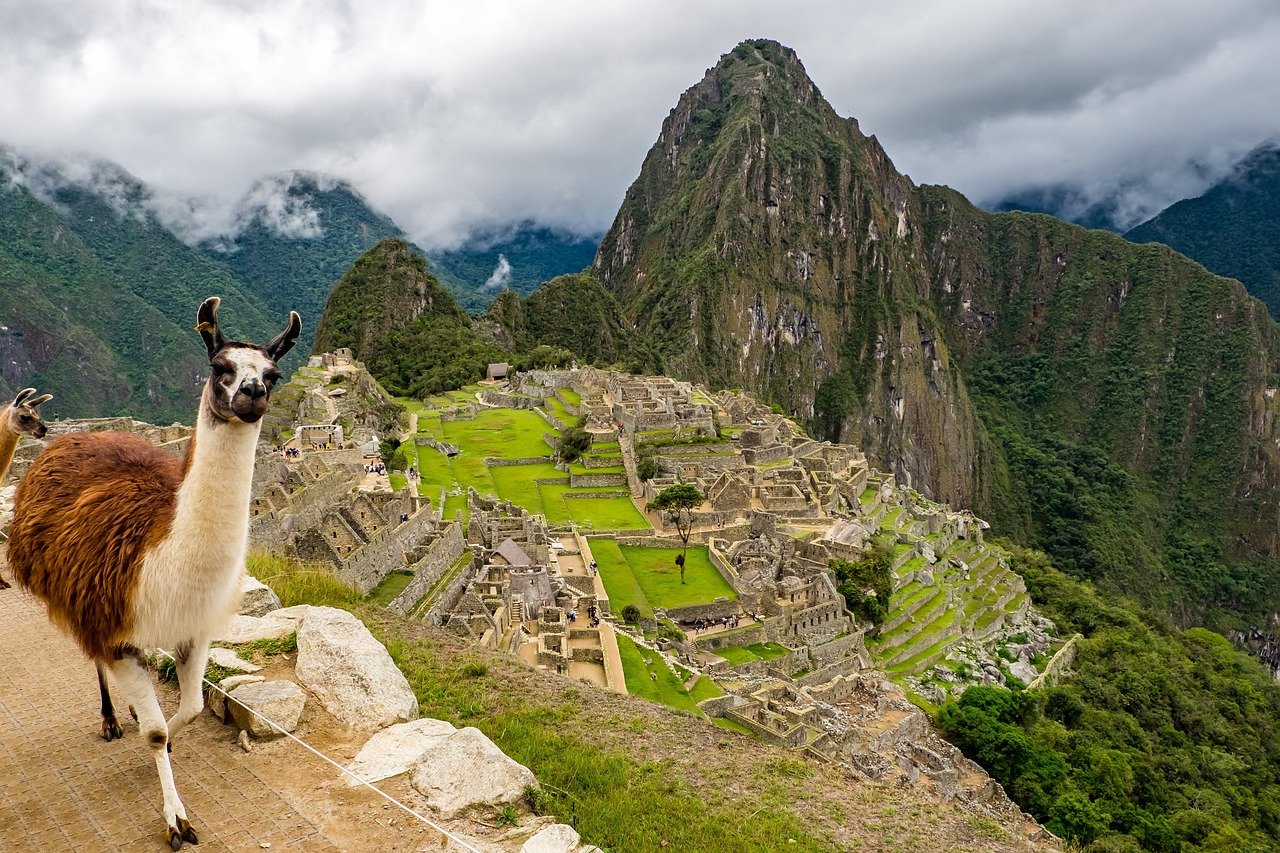 peru machu picchu lama