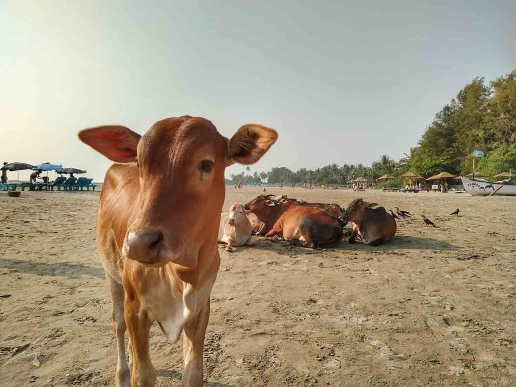 goa local tour guide