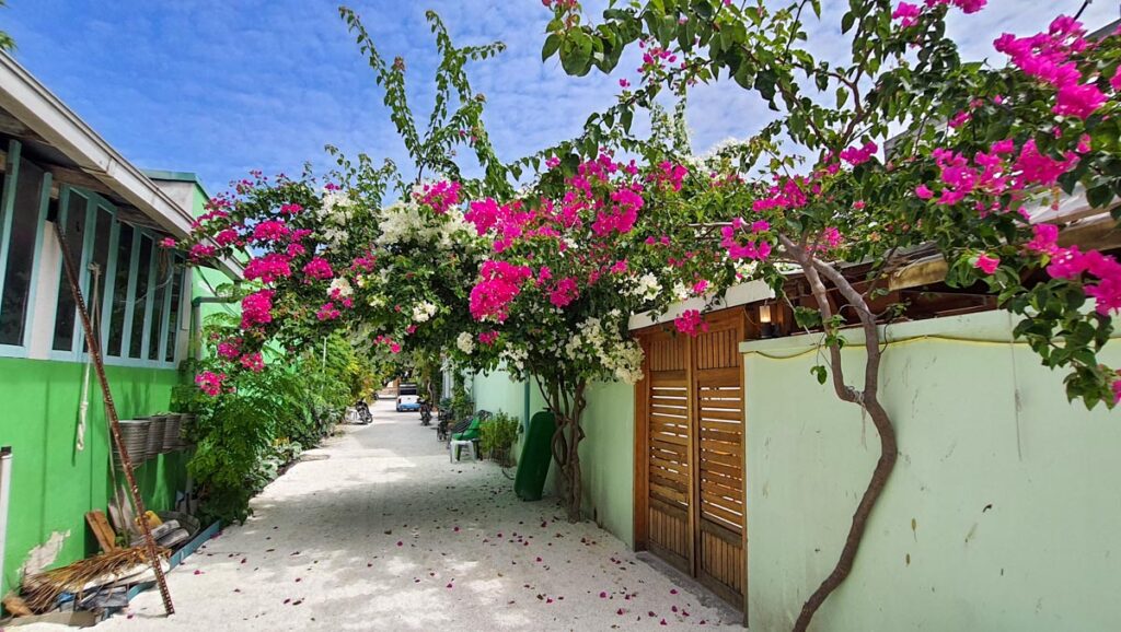 flowers and colourful houses in the maldives local islands