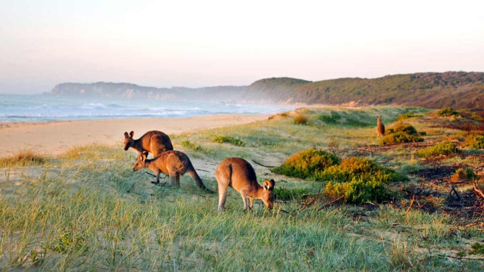 Kangaroos by Australian beach
