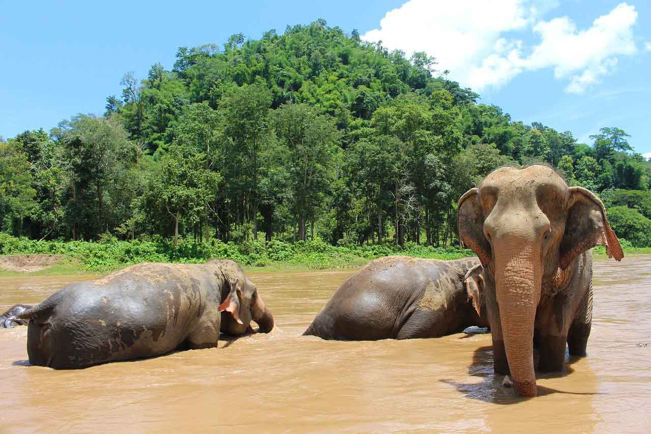 plan your thailand itinerary to include a visit to the elephant nature park