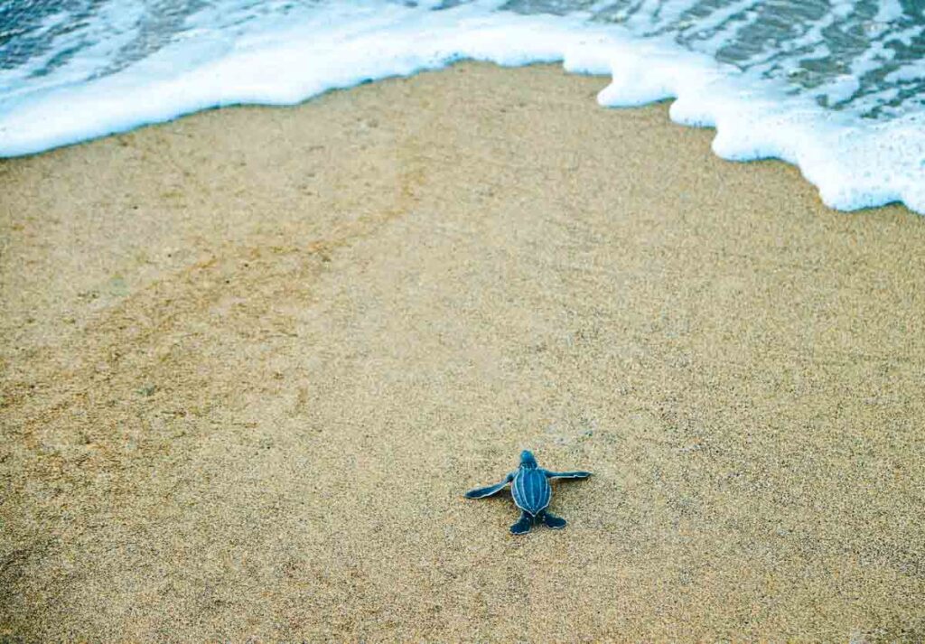 Puerto Escondido mexico sea turtles