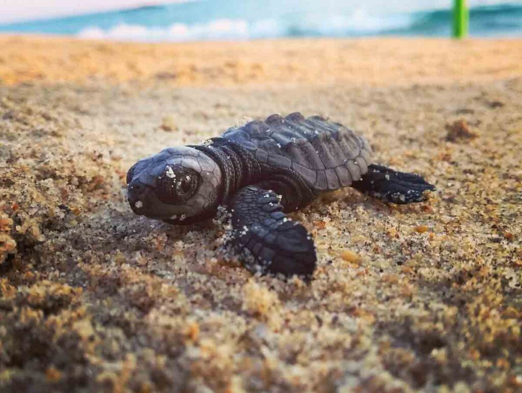 Puerto Escondido mexico turtle