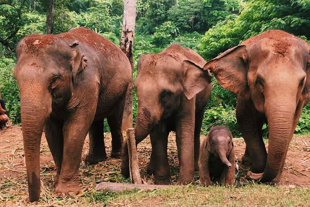 elephants northern thailand