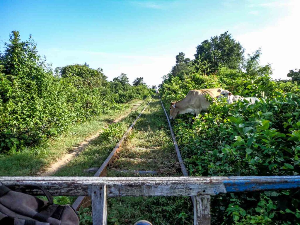 Cows crossing the track on the Bamboo train