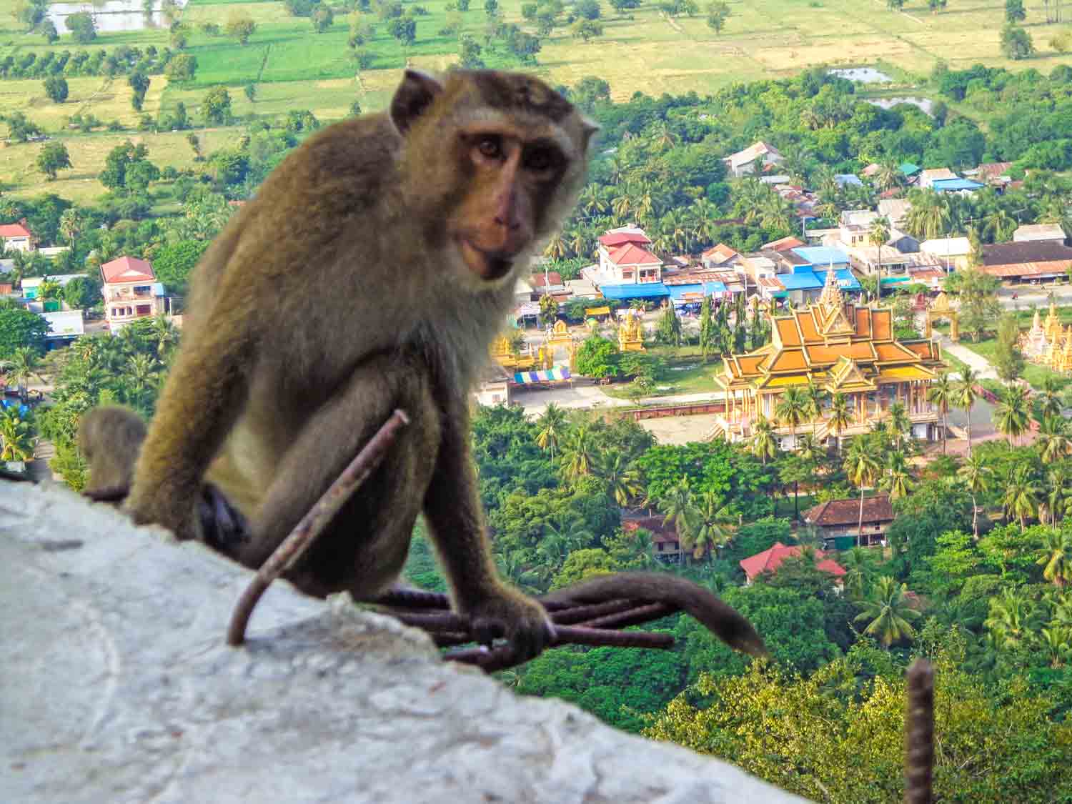 Monkey Bamboo Train