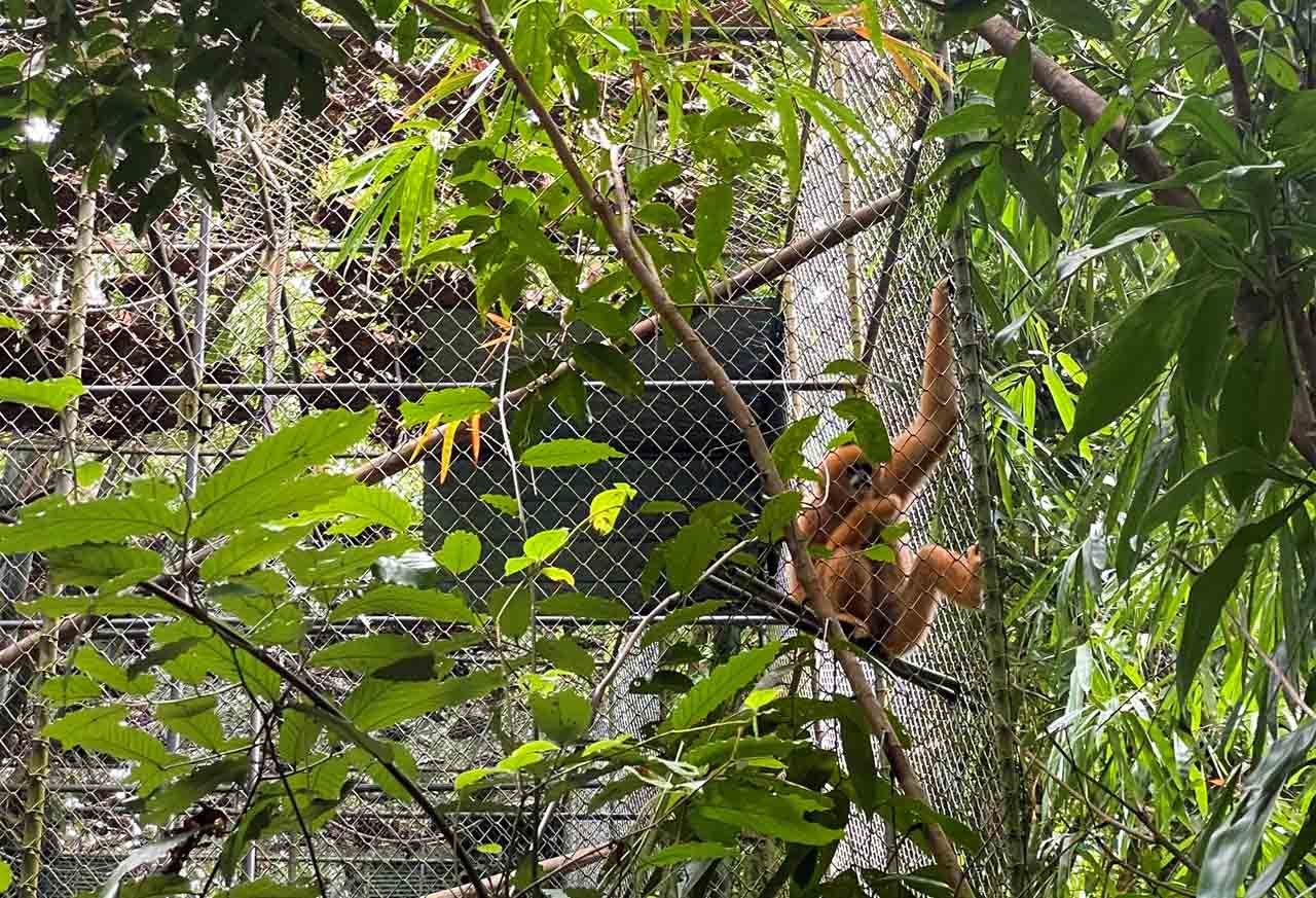 Gibbon Rehabilitation Project in Phuket. Photo by Rose Campau