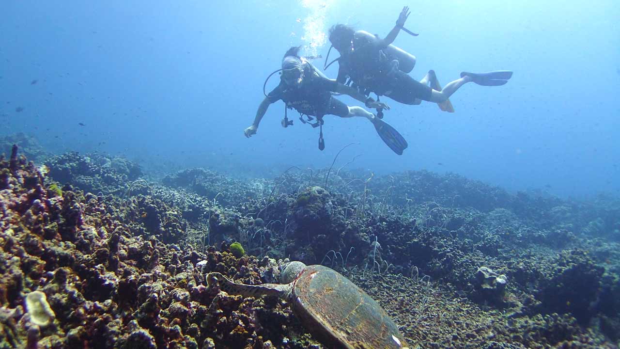 Similan islands diving. Photo by Wayless Travelers