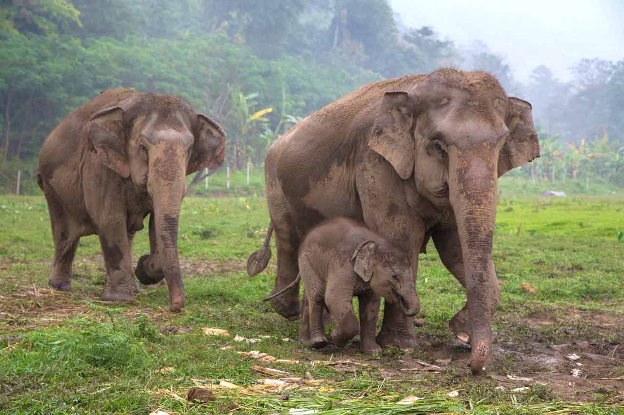 Elephants in Thailand