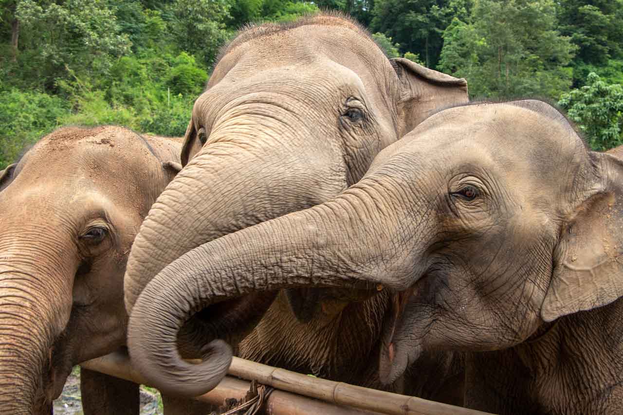elephants
