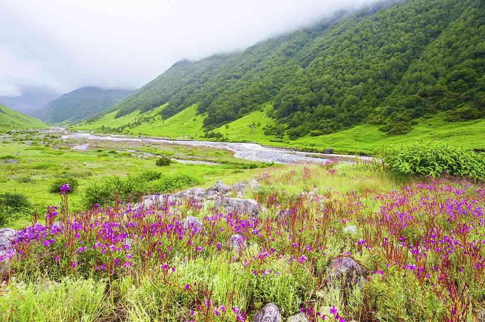 Valley of Flowers. Photo Credit: Yakthai and Shutterstock