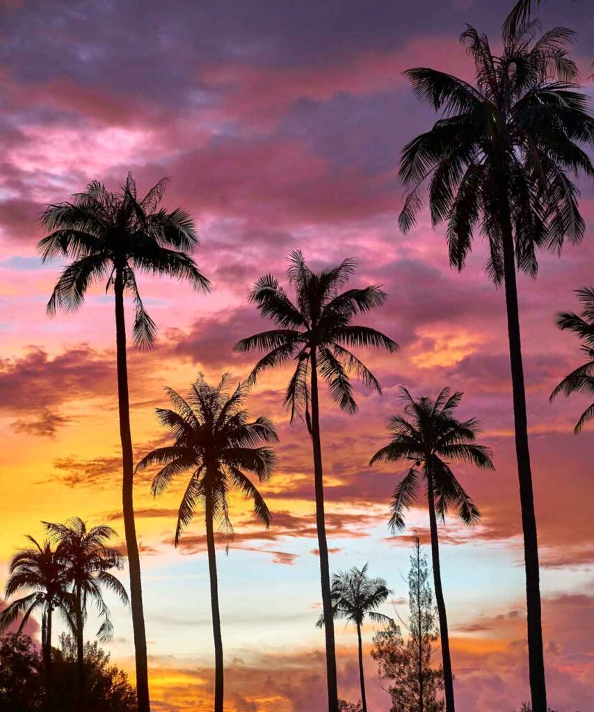 Palm trees at sunset, Phuket, Thailand