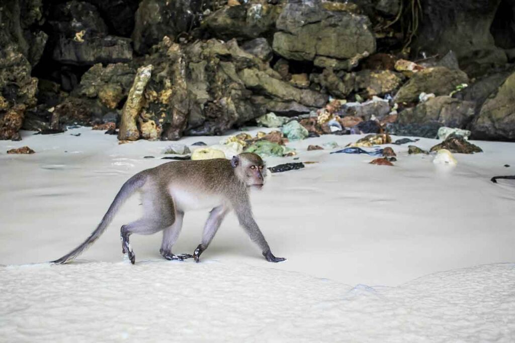 Monkey Island, Koh Phi Phi, Thailand. Photo by Frida Aguilar Estrada on Unsplash