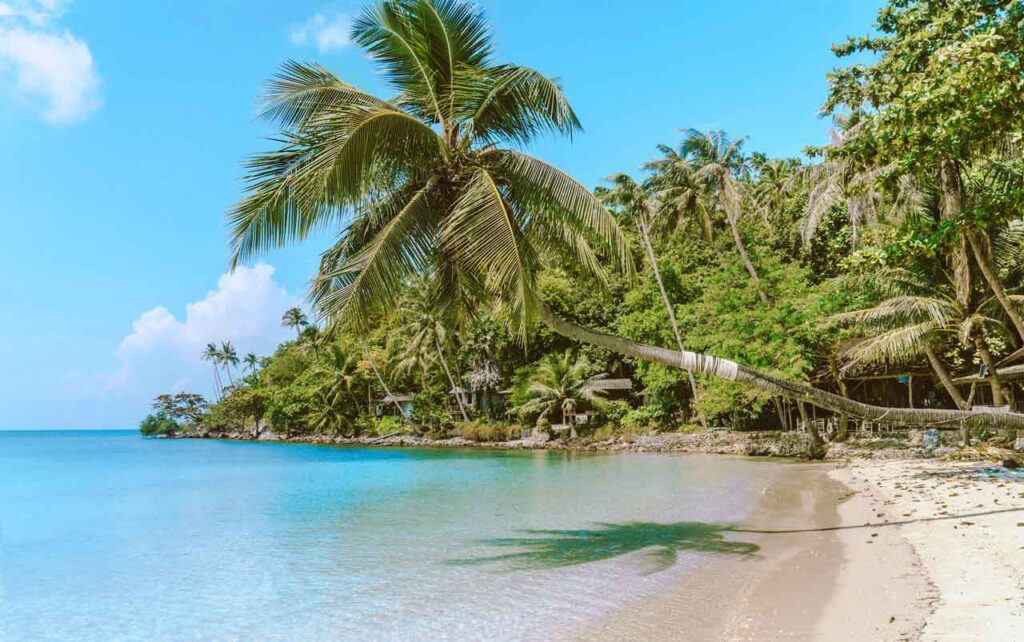 koh phangan island thailand falling palm tree over beach