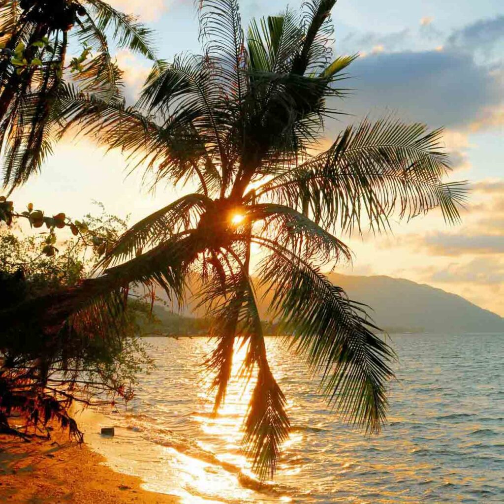sunset through the palm trees koh phangan thailand 
