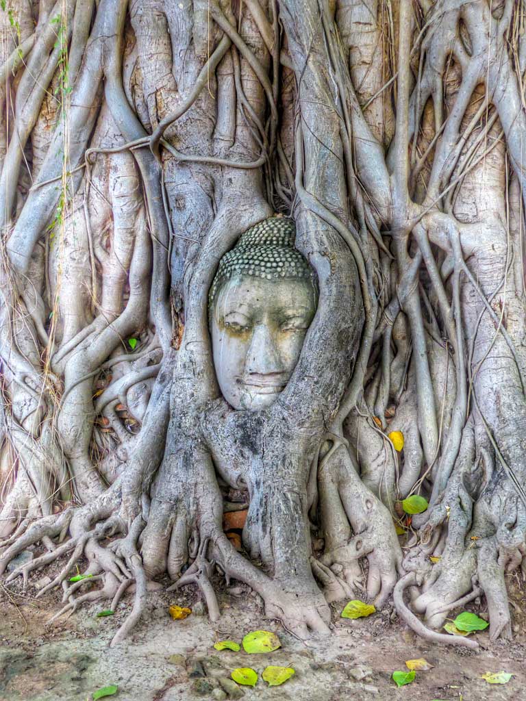 buddha face in the tree ayutthaya