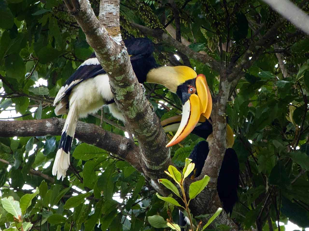 a hornbill in khao yai national park thailand