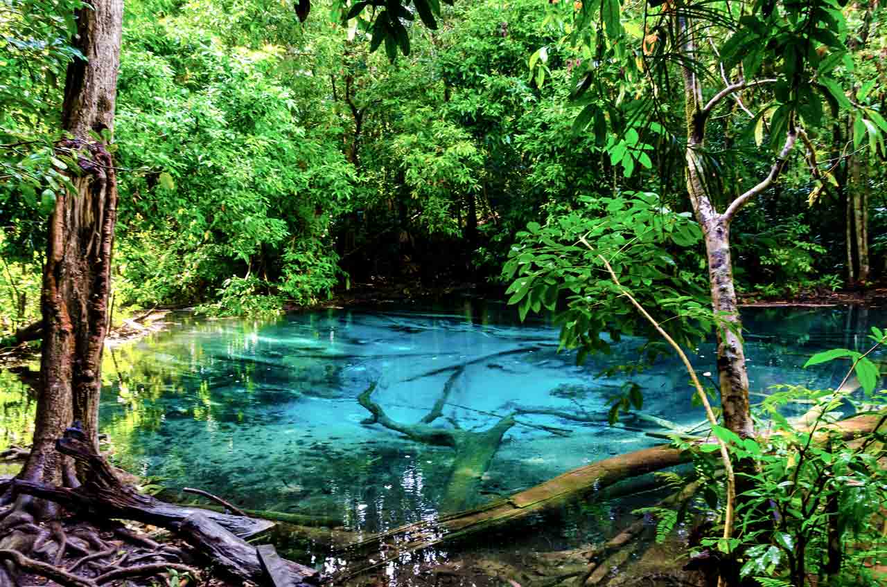 the emerald pool and tropical jungle in krabi thailand