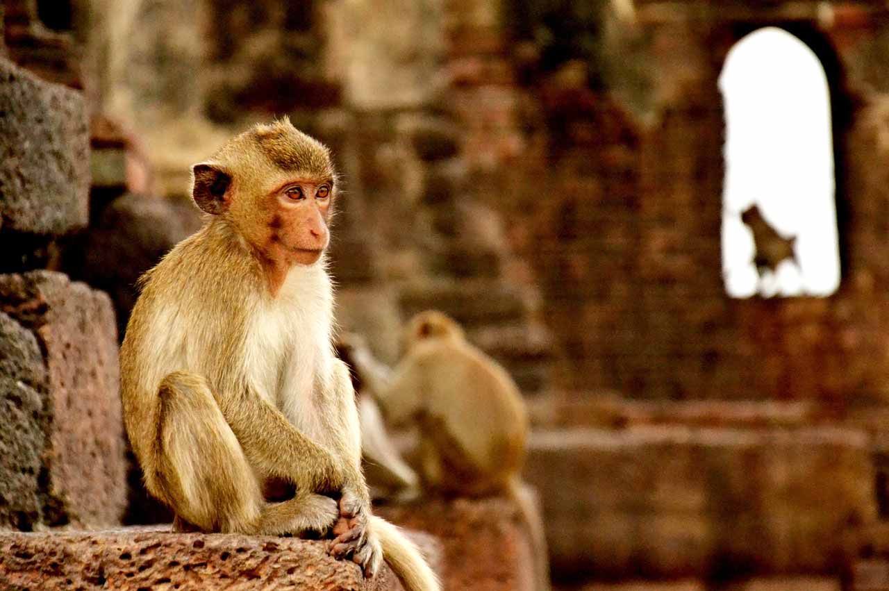 monkey at lopburi temple