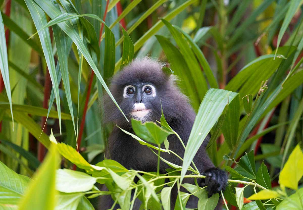 A monkey in Penang National Park