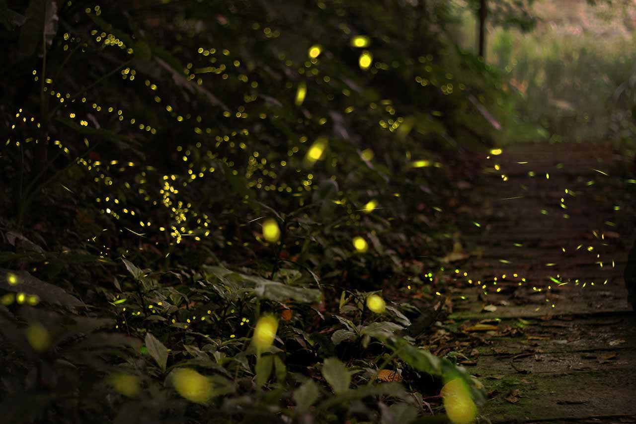 fireflies