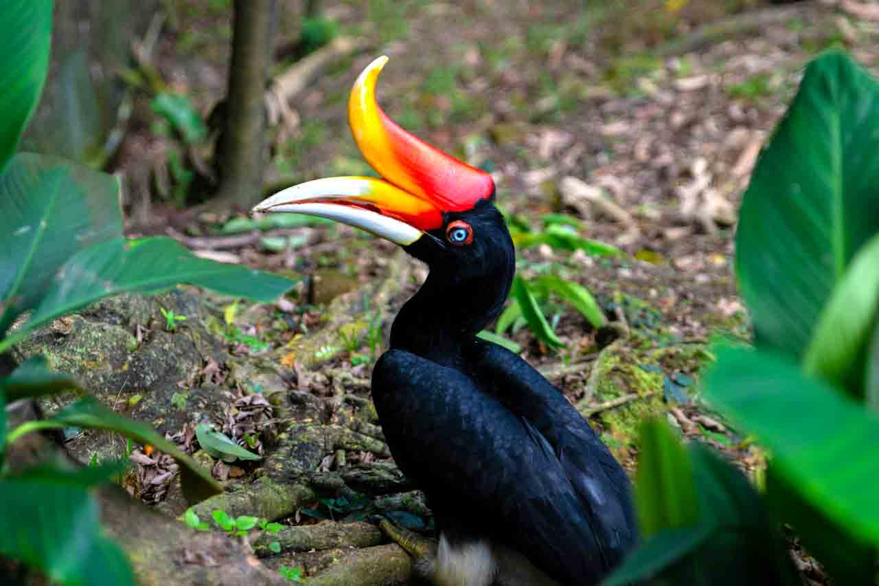 hornbill in malaysia kl bird park