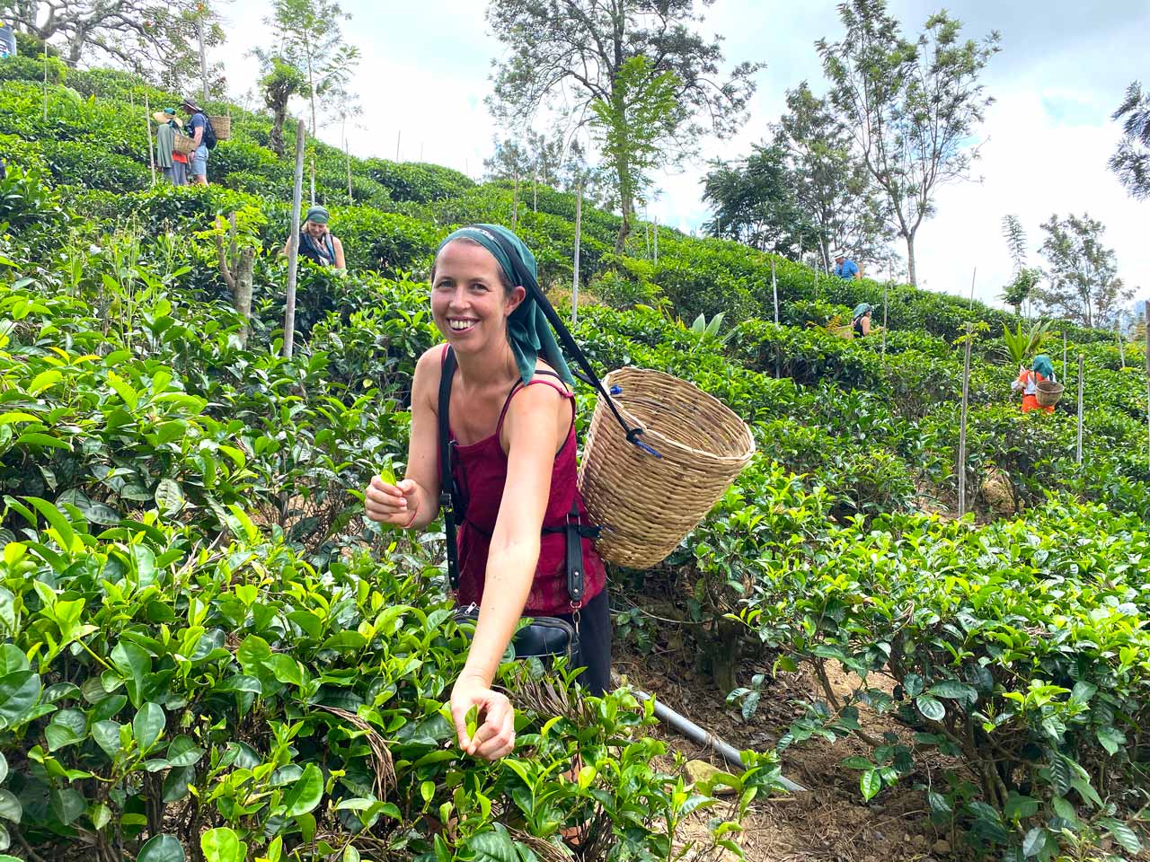 anna picking tea in ella sri lanka