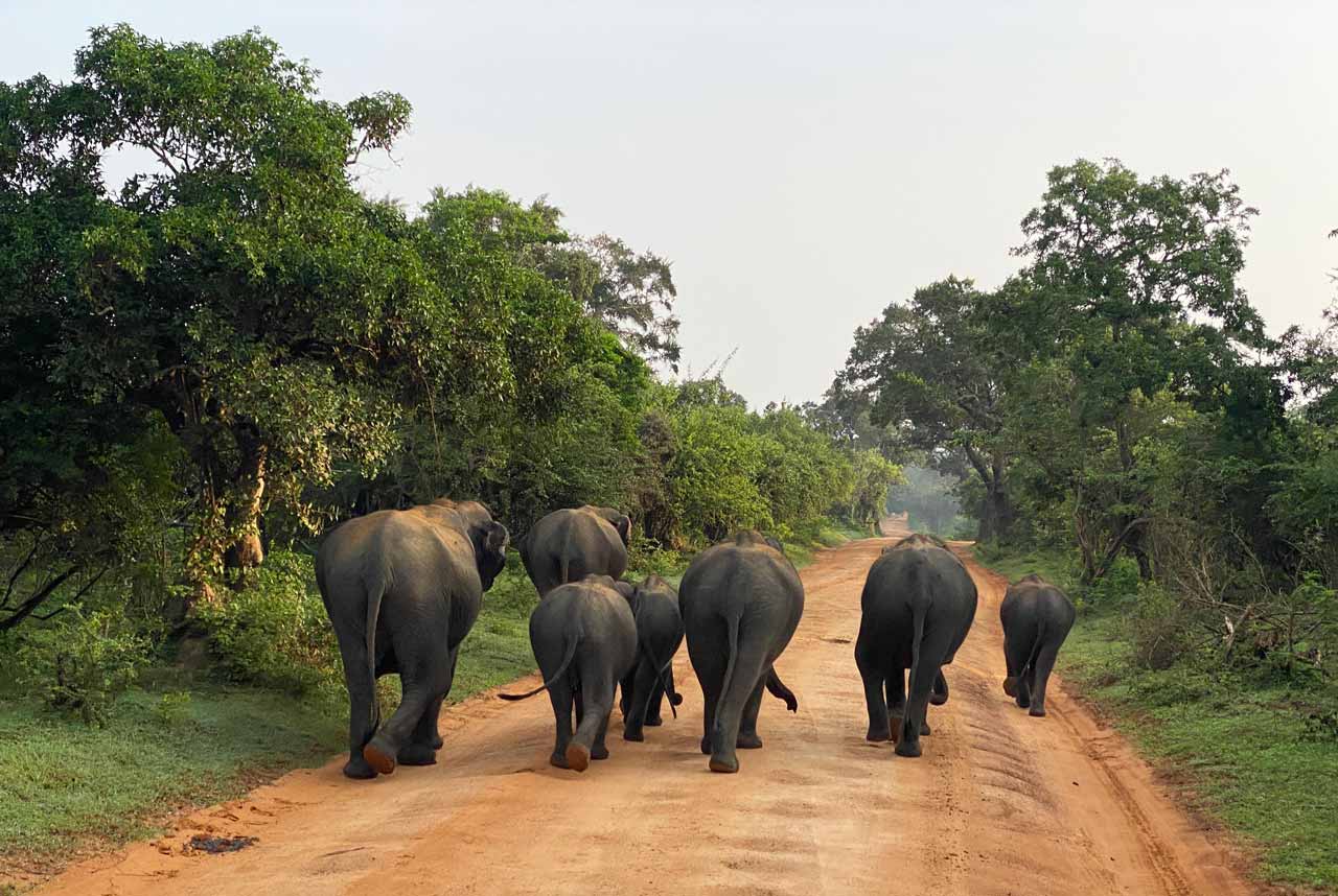elephants at yala national park 