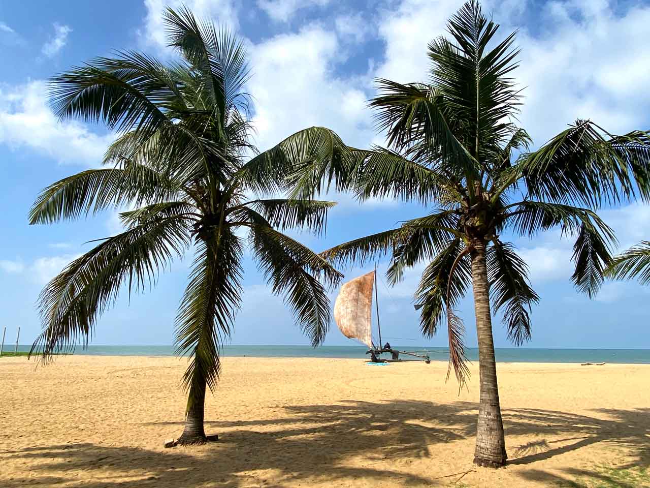 boat and palm trees on negombo beach sri lanka